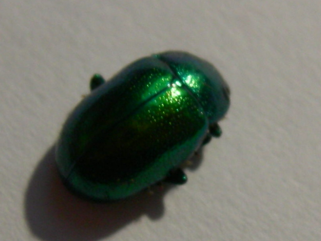 Chrysolina herbacea